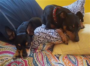 pups on quilt 