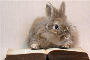 Rabbit Reading 